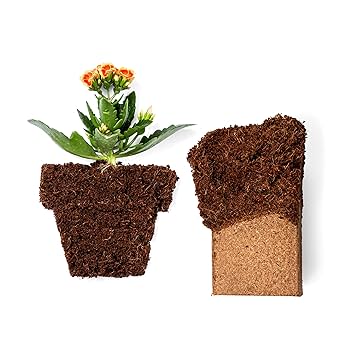 Amazon.com : Coco Coir 650gm Bricks (10-Pack) - Organic Coco